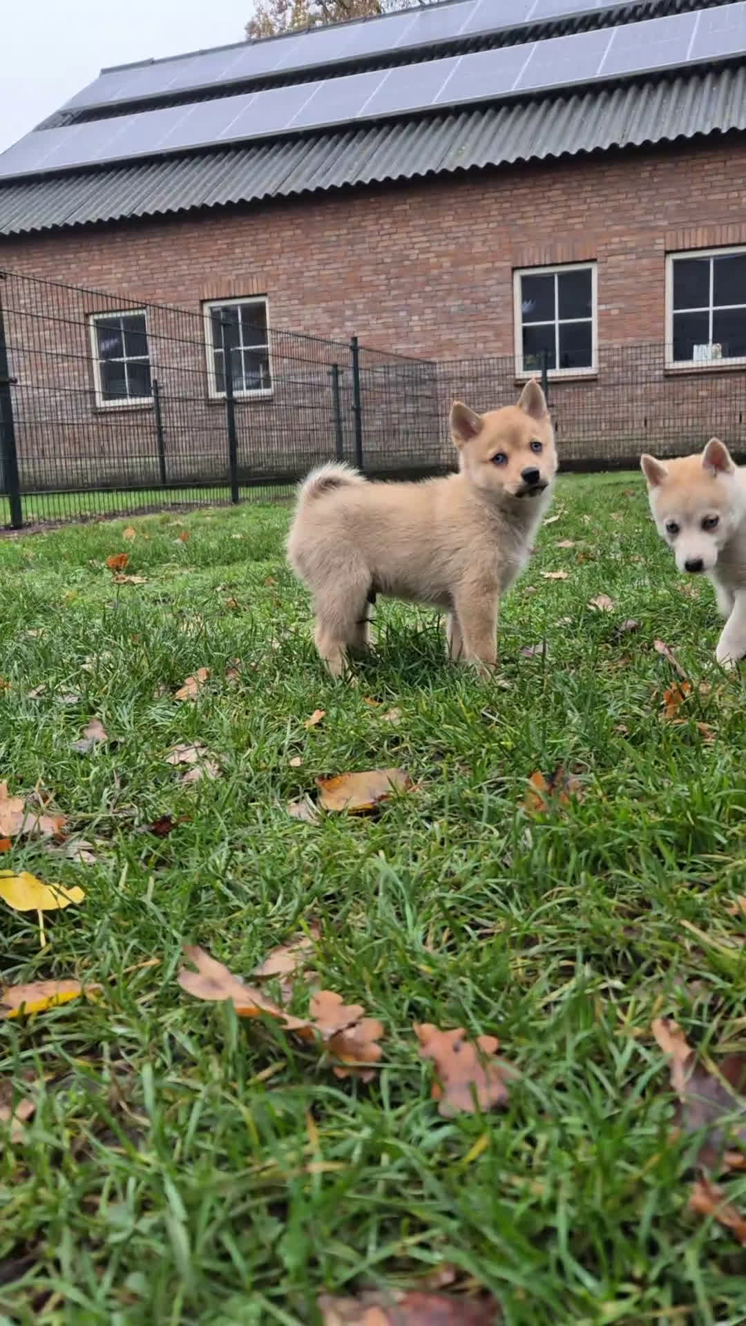 Kruising honden te koop: Pomsky x Shiba inu pups - Video 3