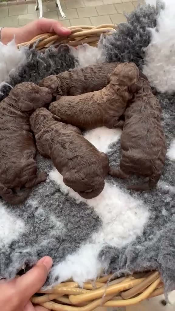 Maltipoo honden te koop: Maltipoo  - Video 1