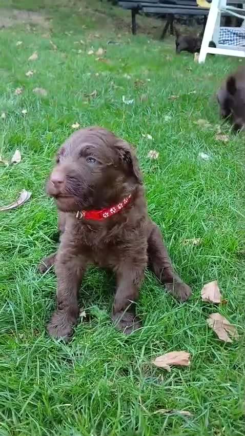 Labradoodle honden te koop: Lieve Labradoodle pups zoeken gouden mandje - Video 5