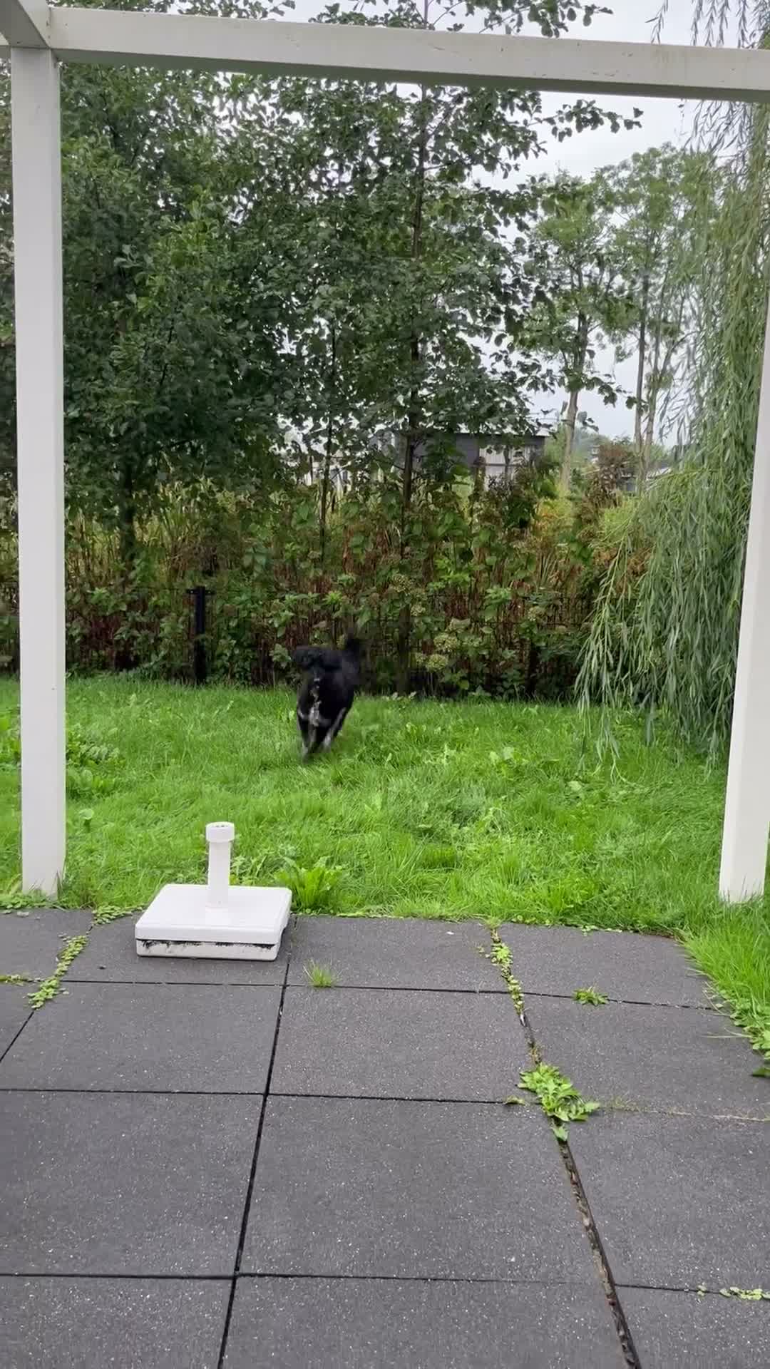 Labradoodle honden ter dekking: Lieve Labradoodle zoekt een leuk teefje - Video 1