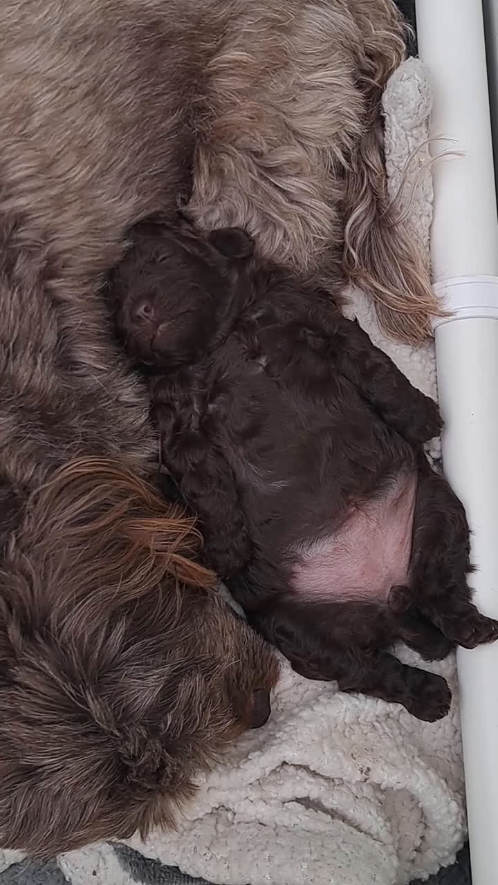 Shihpoo honden te koop: Choco shihpoo puppy teefje x toypoedel - Video 2