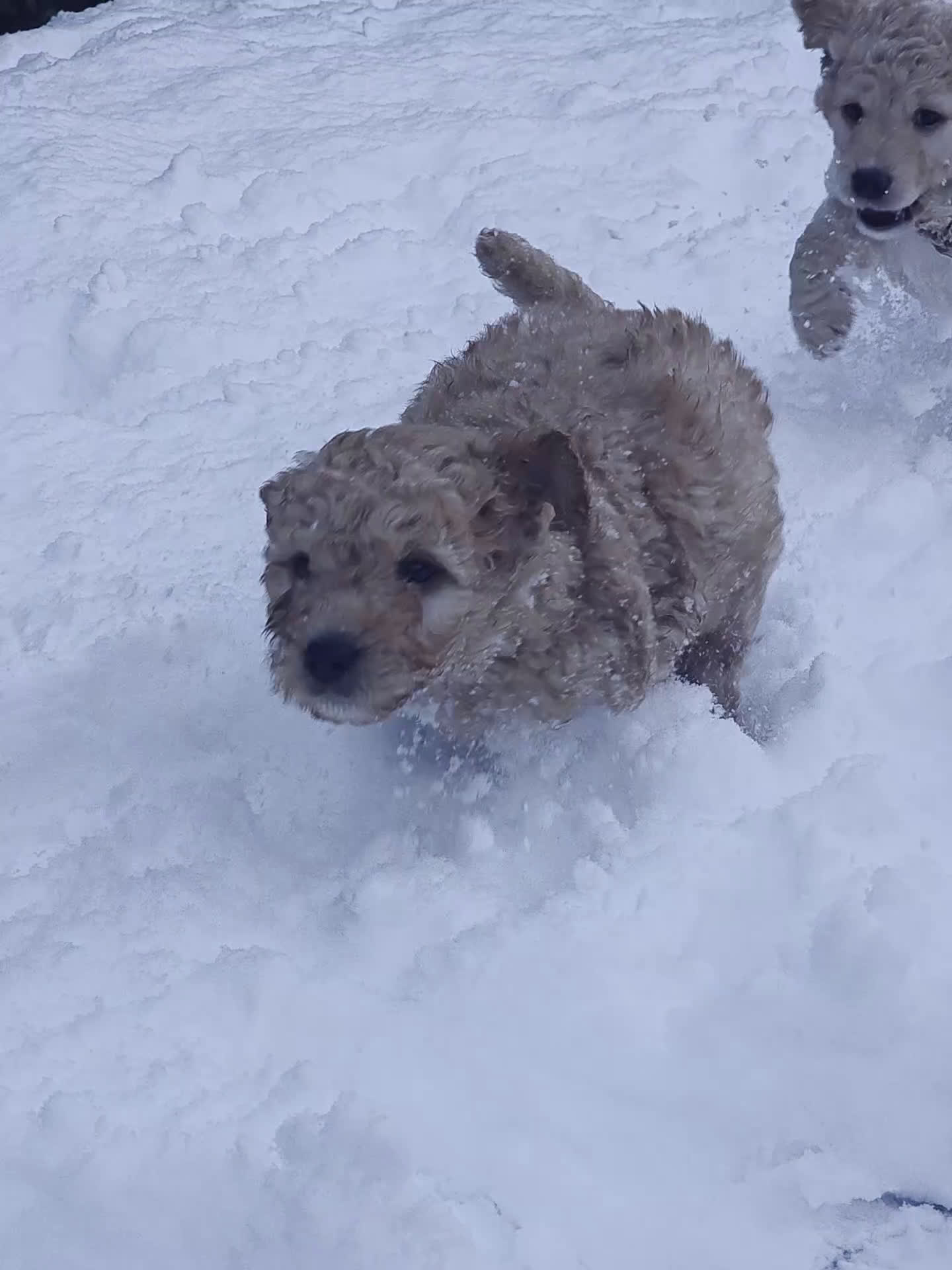 Kruising honden te koop: Goldendoodle multigen reutjes mogen verhuizen - Video 1