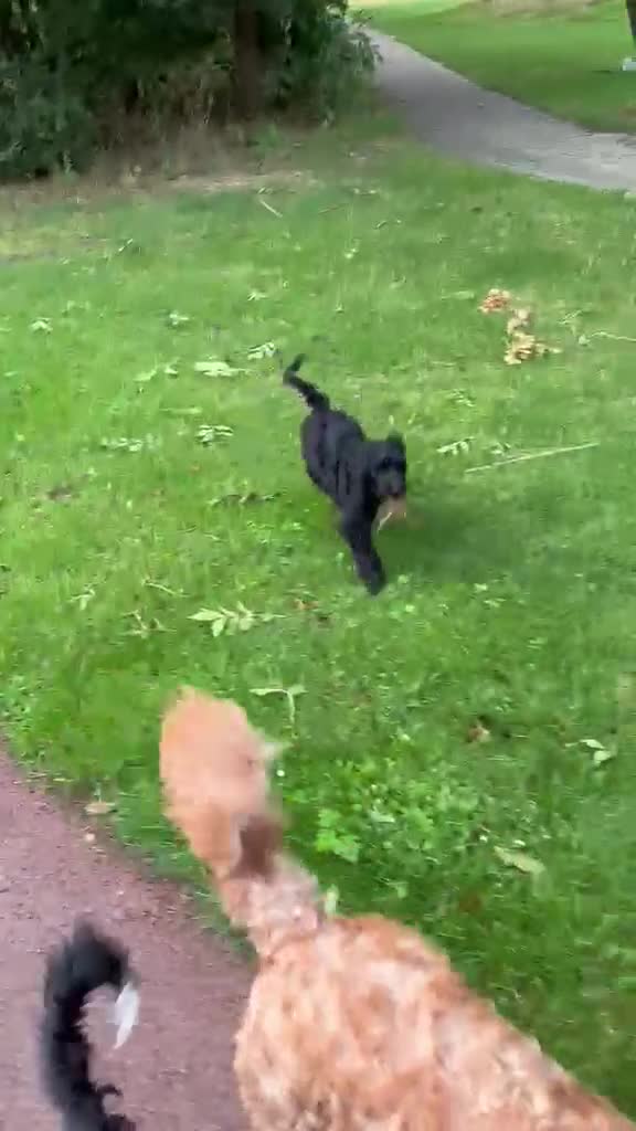 Labradoodle honden te koop: Labradoodle X Australian Goldendoodle / double   - Video 1