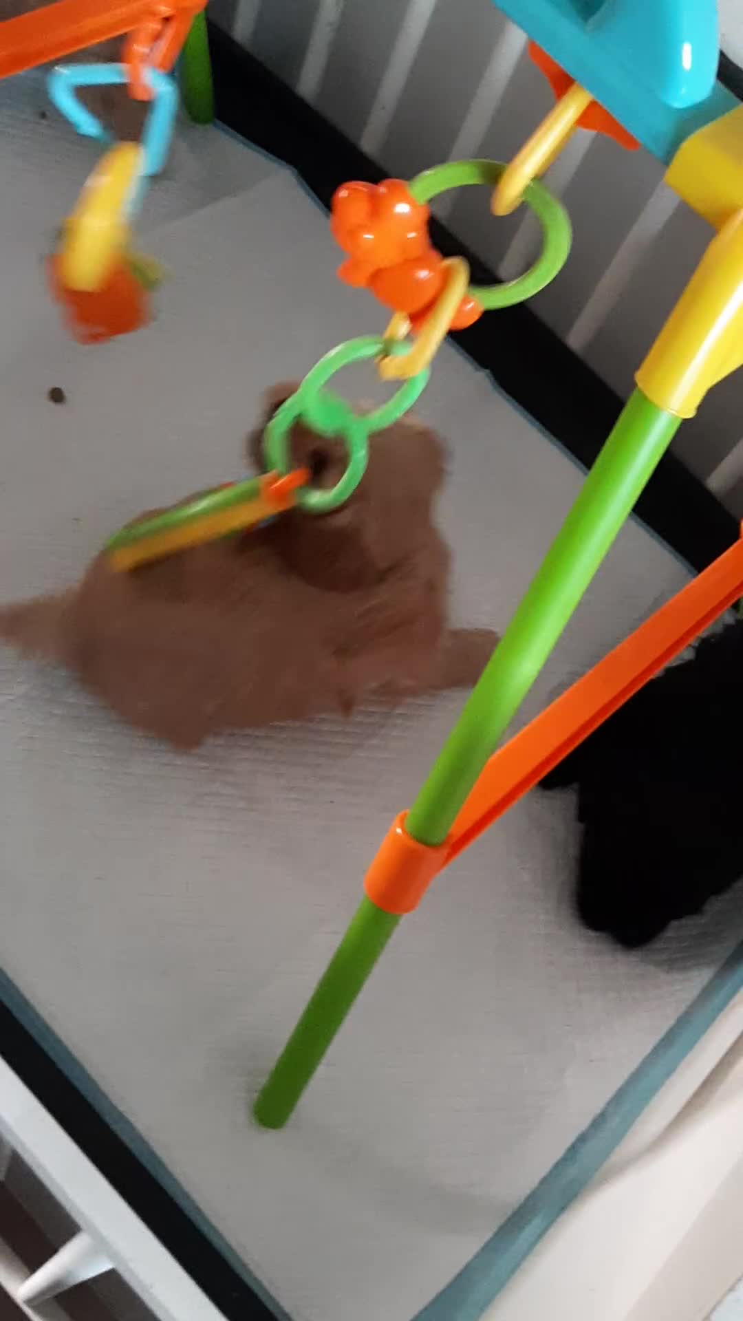 Havanezer honden te koop:  1 bruin/zwart/wit teefje beschikbaar fci stamboom - Video 1