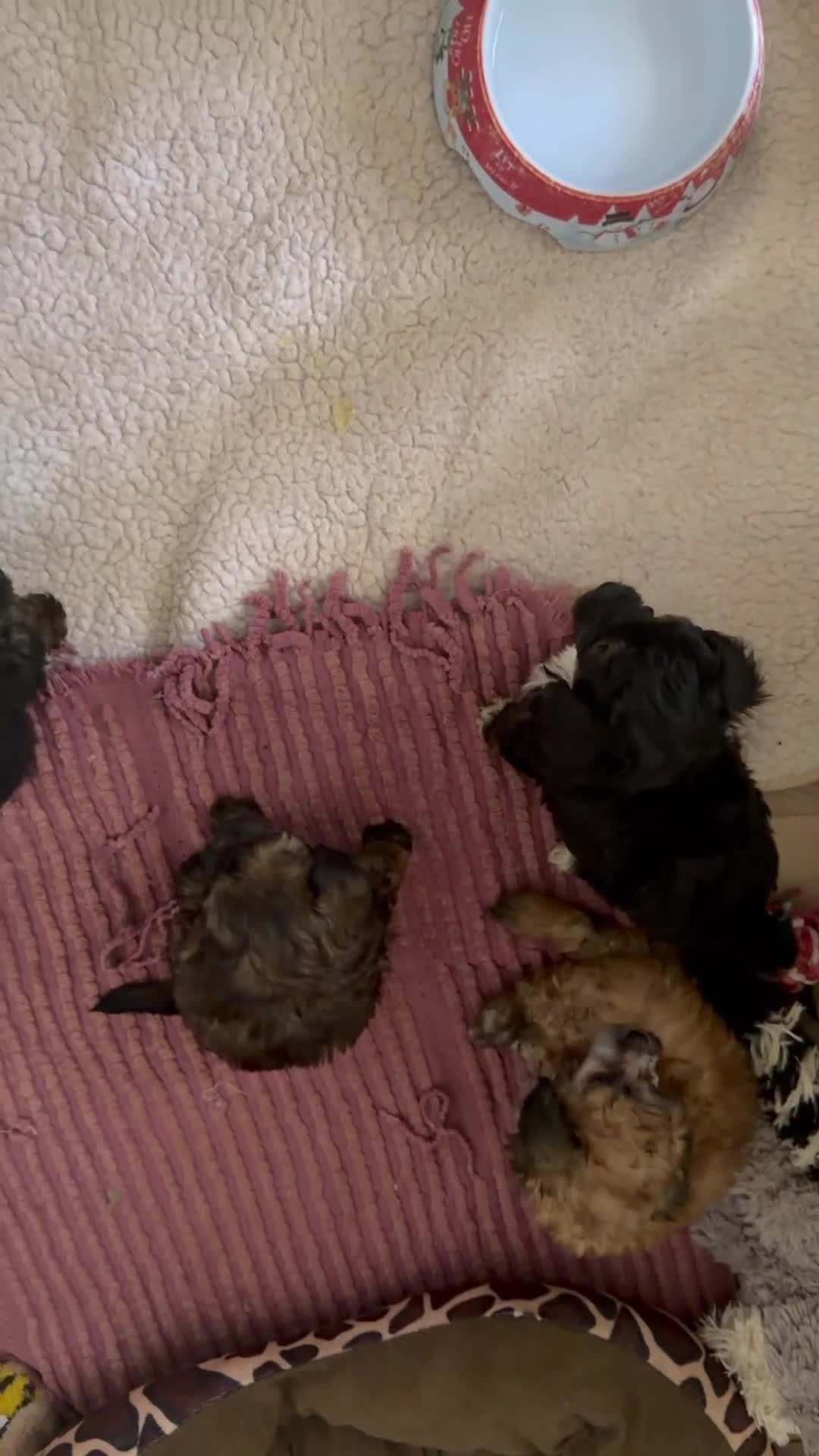 Poedel Toy honden te koop:  4  toy poedel pupjes reutjes een gereserveerd  - Video 2