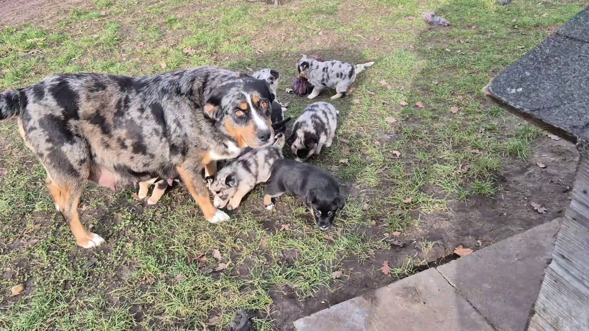 Kruising honden te koop: Australian shepherd x Pomsky (mini-aussie) - Video 1