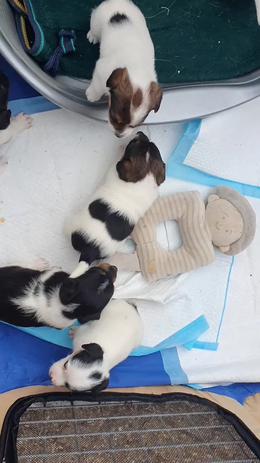 Jack Russel Terriër honden te koop: Speelse gezonde RASZUIVER JACK RUSSELpups LAAGBEEN - Video 1