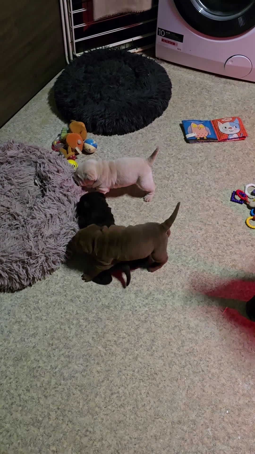 Shar Pei honden te koop: Sharpeitjes  te koop - Video 1