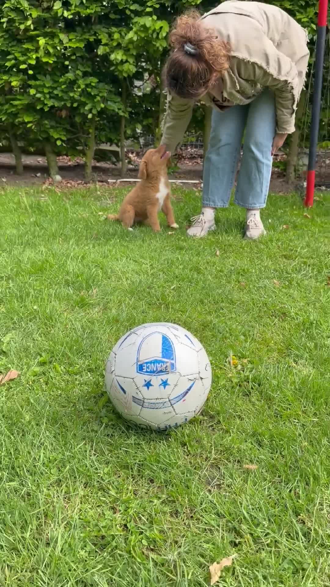 Nova Scotia Duck Tolling Retriever honden te koop: Nova scotia rolling retriever pup (Toller pup) - Video 2