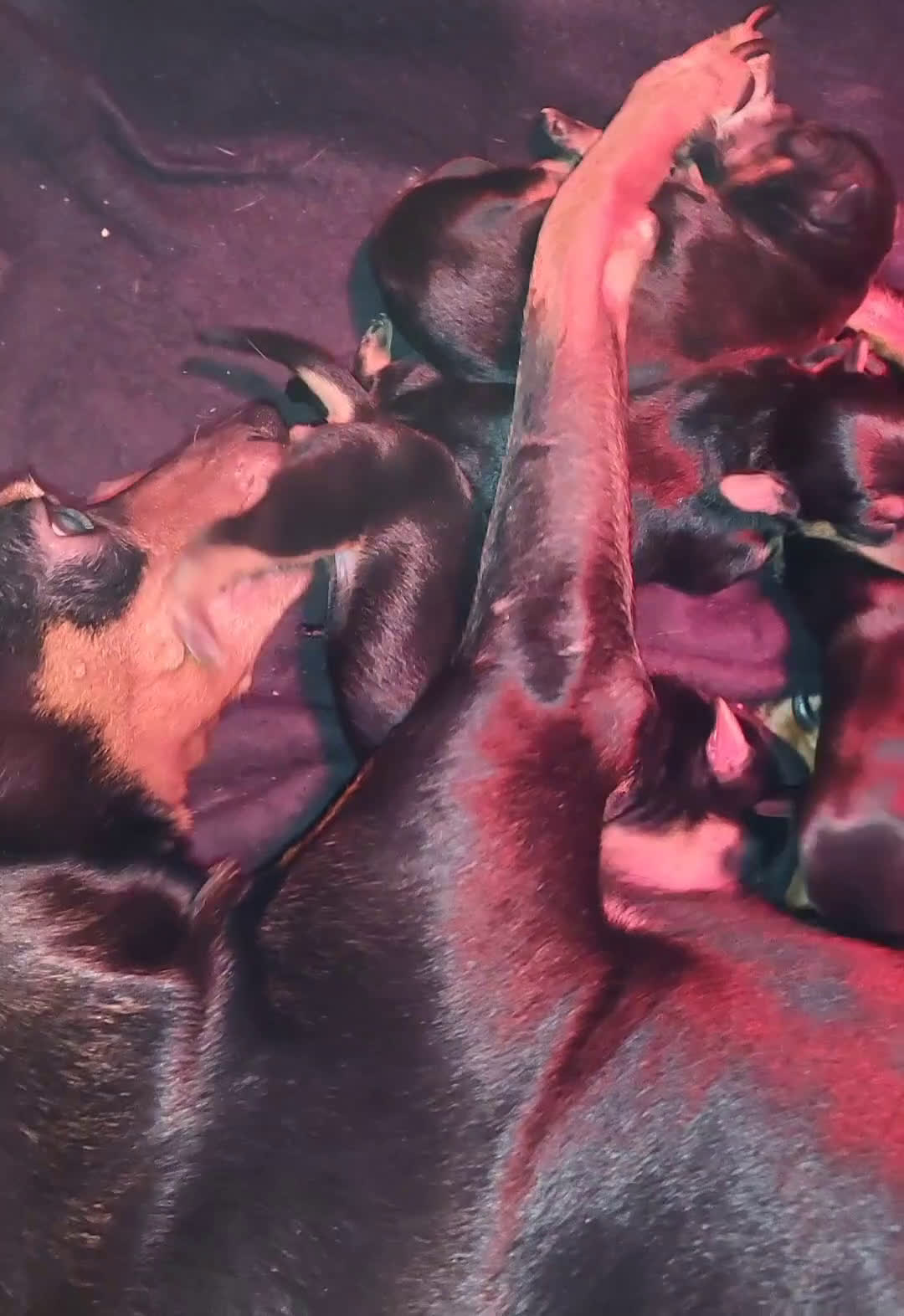 Dwergpinscher honden te koop: Geboren! 4 dwergpinscher puppy's  - Video 1