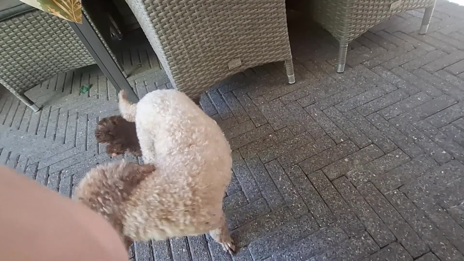 Poedel Toy honden te koop: Toy poedel  - Video 2