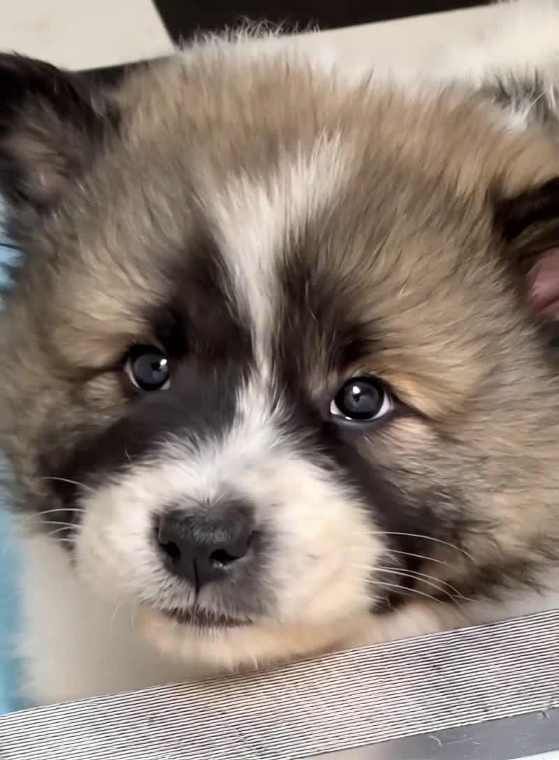 Thai Bangkaew Dog honden te koop: Thai Bangkaew Dog puppies - Video 3