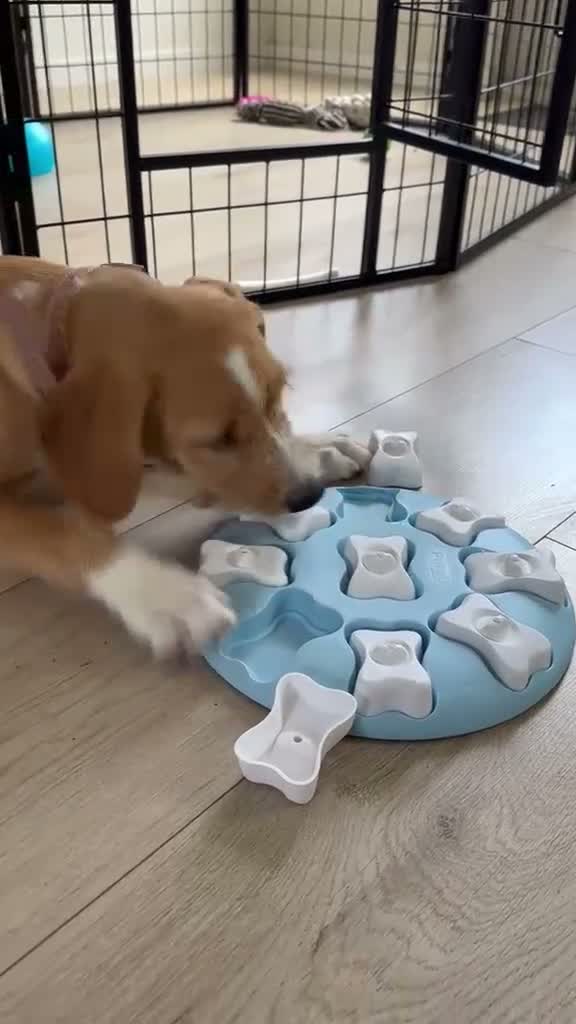 Kruising honden te koop: Lieve Tala zoekt een nieuw thuis - Video 4