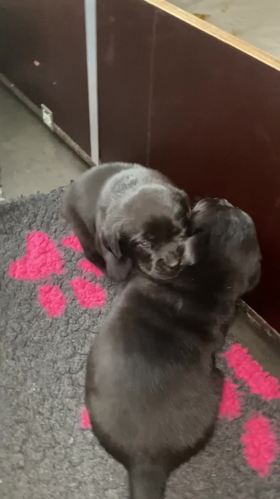 Labrador Retriever honden te koop: Labrador pups - Video 1