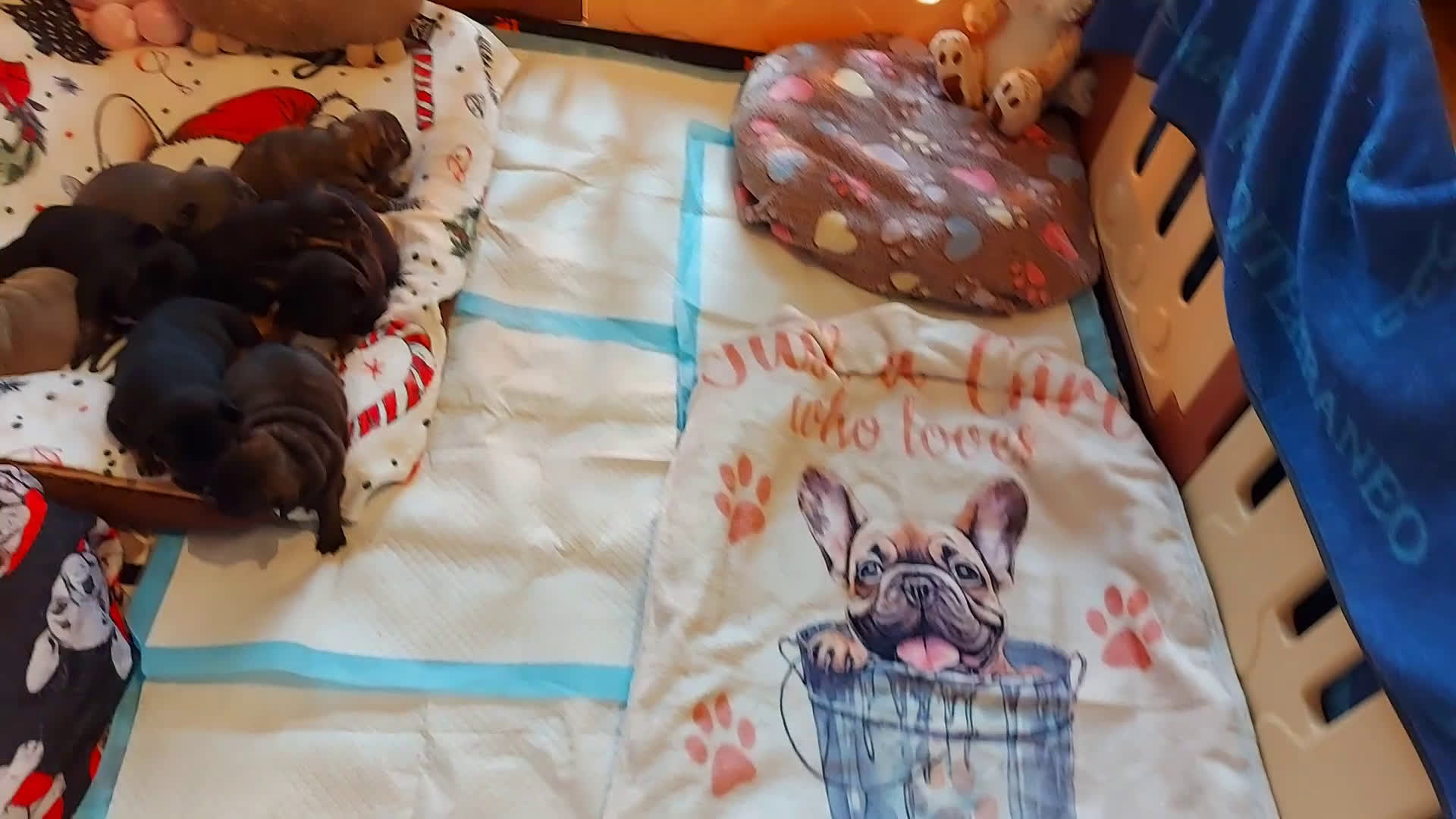 Franse Bulldog honden te koop: Prachtige Franse Bulldog pup met stamboom - Video 2