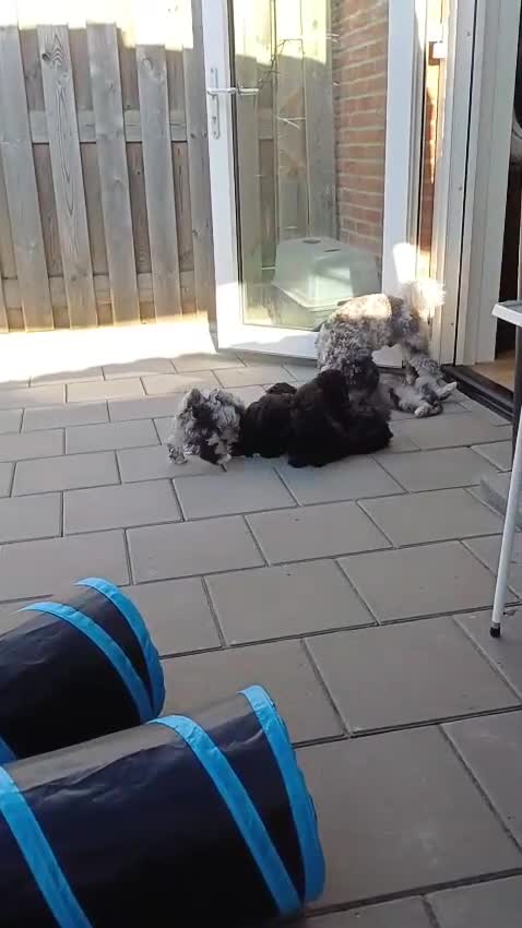 Kruising honden te koop: Prachtige dwerg/toy poedel puppys - Video 4