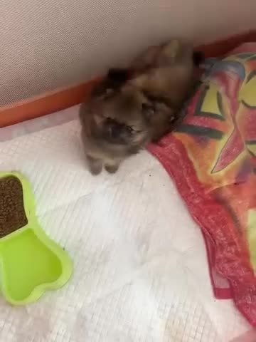 Pomeriaan honden te koop: prachtige Pomeranian-puppy's - Video 1