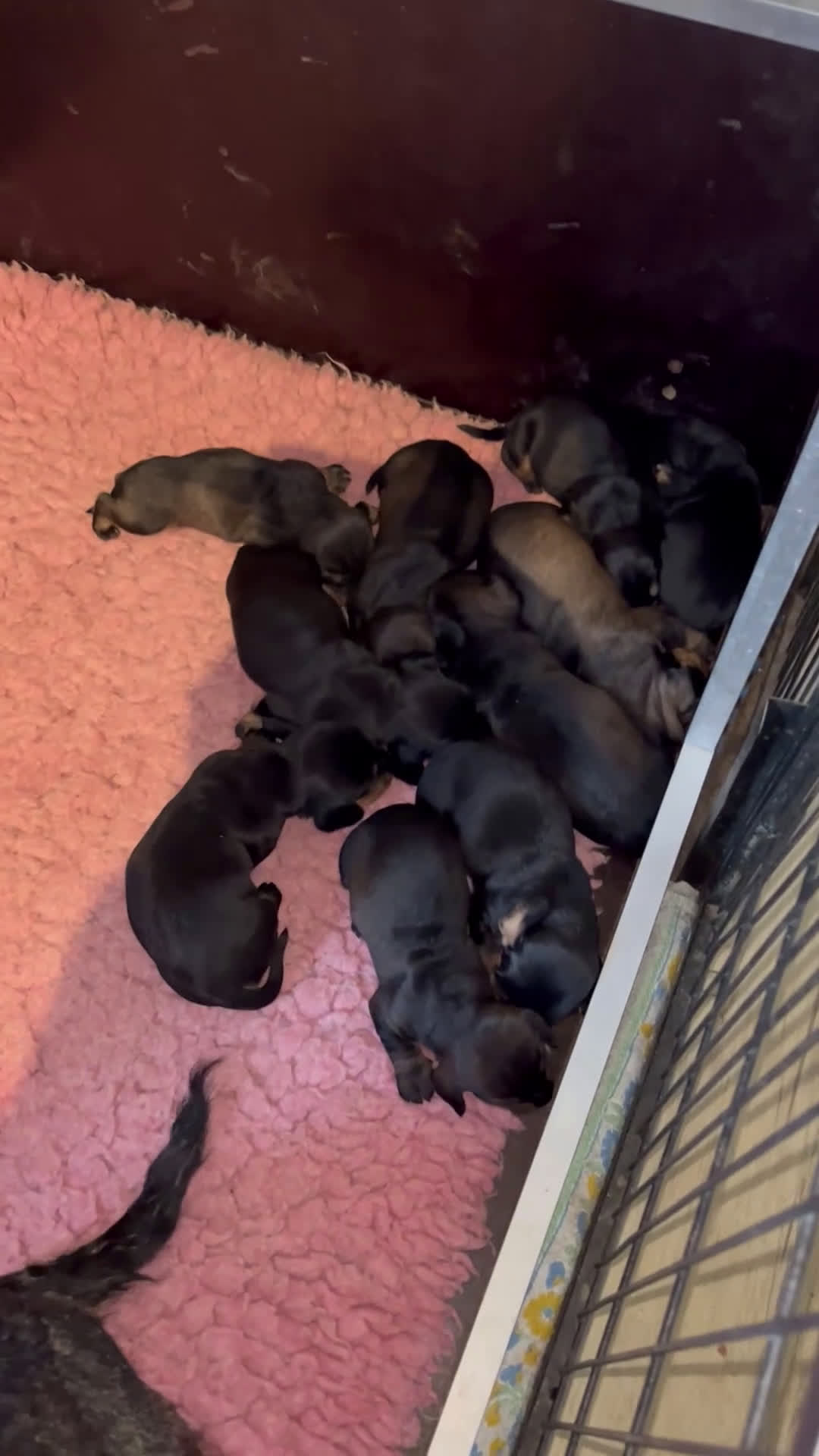 Ruwhaar Teckel honden te koop: Prachtige ruwhaar standaard pups  - Video 2