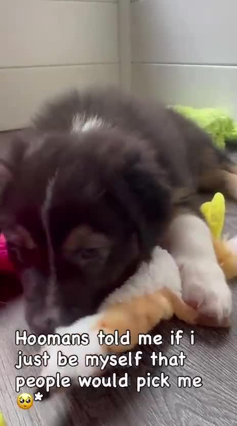 Australian Shepherd honden te koop: Australische herder pups - Video 2