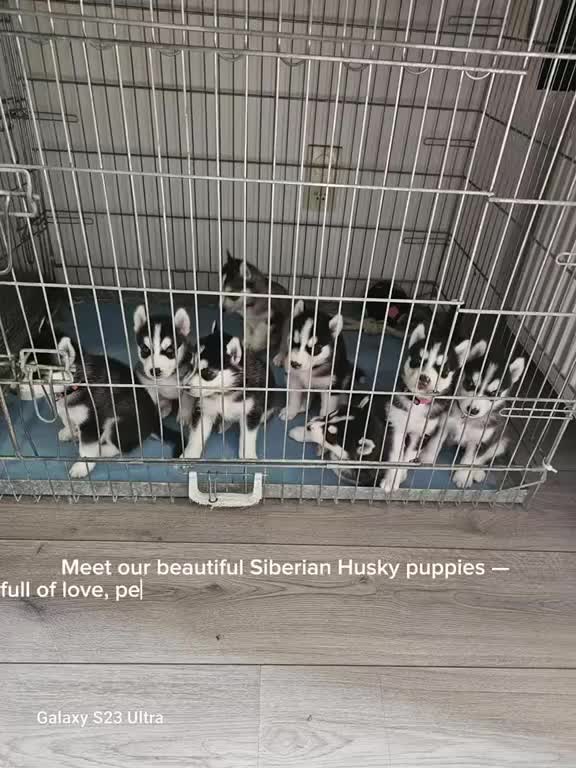 Siberische Husky honden te koop: Lieve Siberische puppies - Video 1