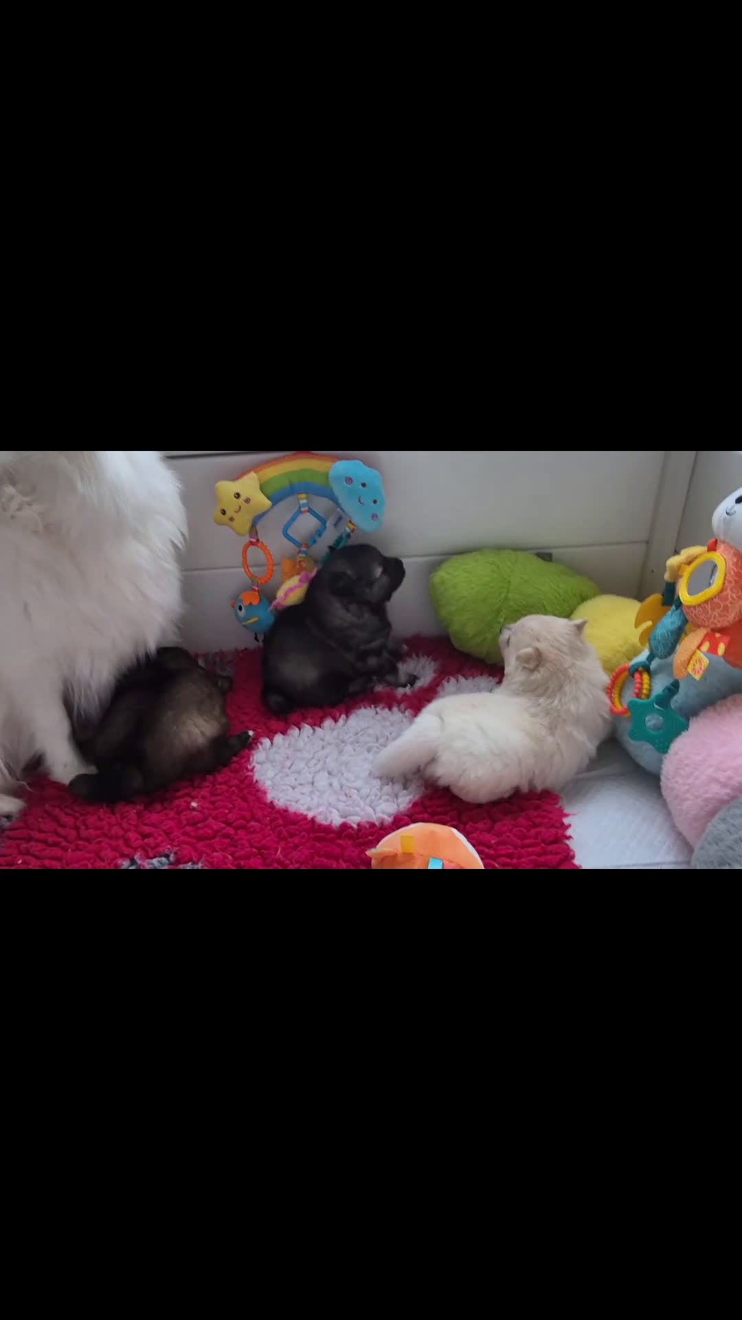 Keeshond honden te koop: Middenslag Keeshond pups - Video 4