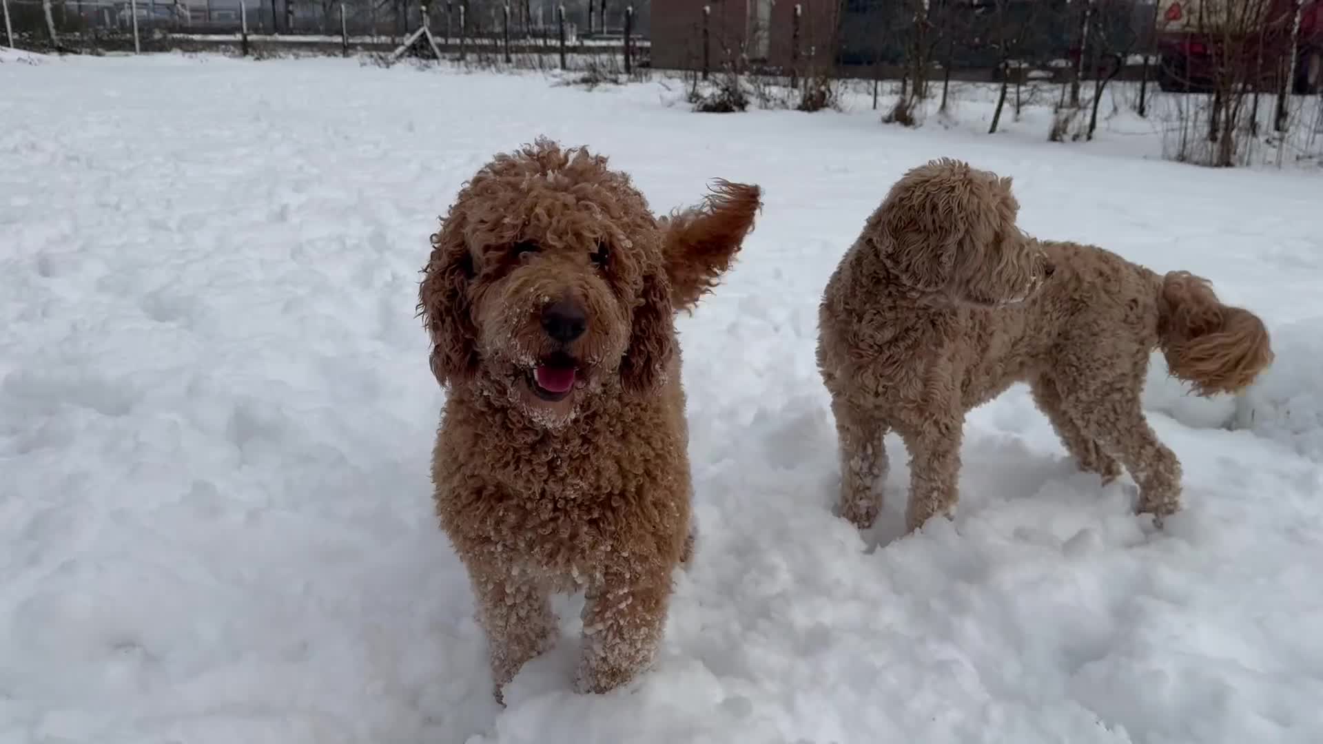 Australian Labradoodle honden te koop: Prachtig nest labradoodles (medium) in Vierlingsbeek - Video 1