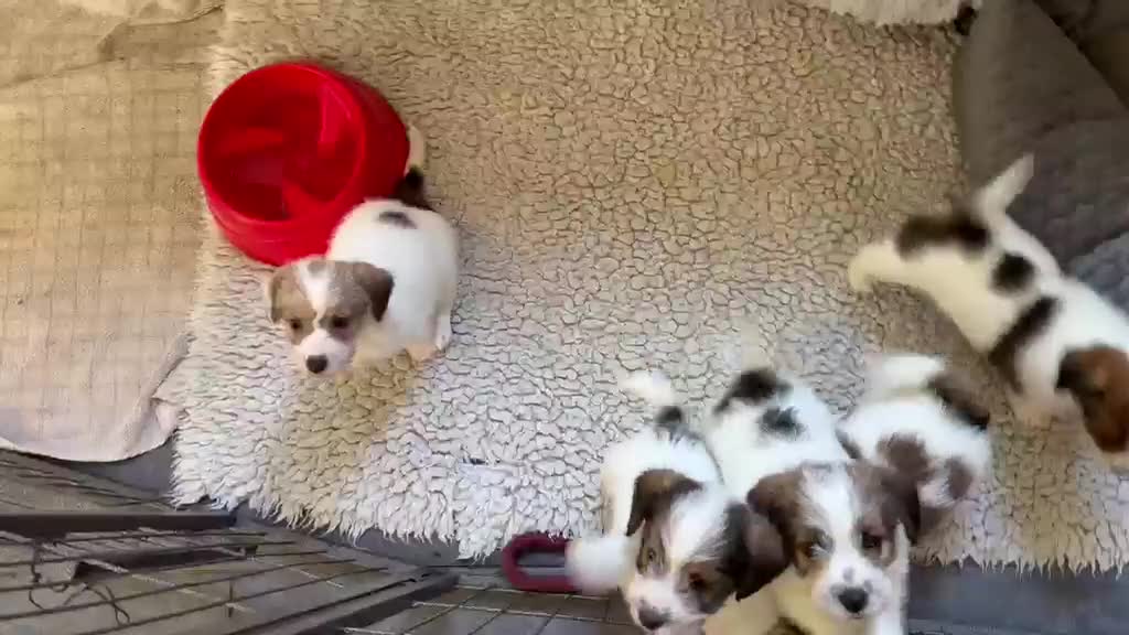 Jack Russel Terriër honden te koop: Jackrussell terrier pups met stambomen  - Video 5