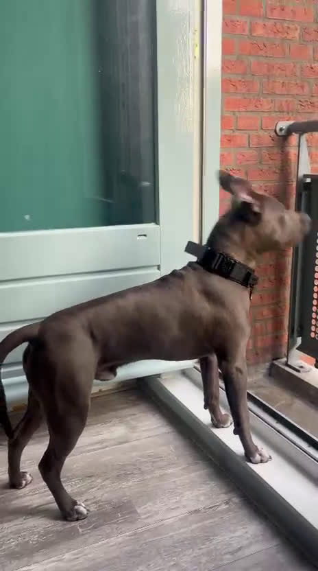 American Staffordshire Terriër honden ter dekking: Amerikaanse Stafford Sniper - Video 1