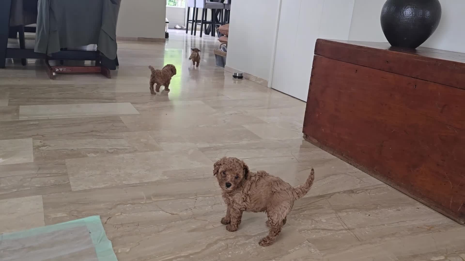 Poedel Toy honden te koop: Toypoedel pups - Video 1