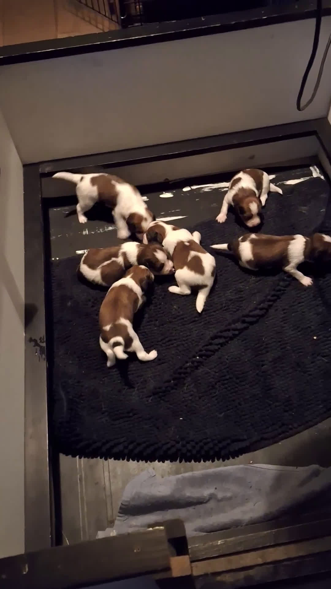 Kooikerhondje honden te koop: Supermooie gesocialiseerde reutjes - Video 1