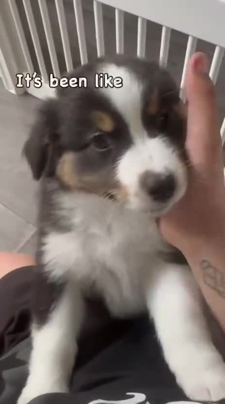 Australian Shepherd honden te koop: Australische herder pups - Video 3