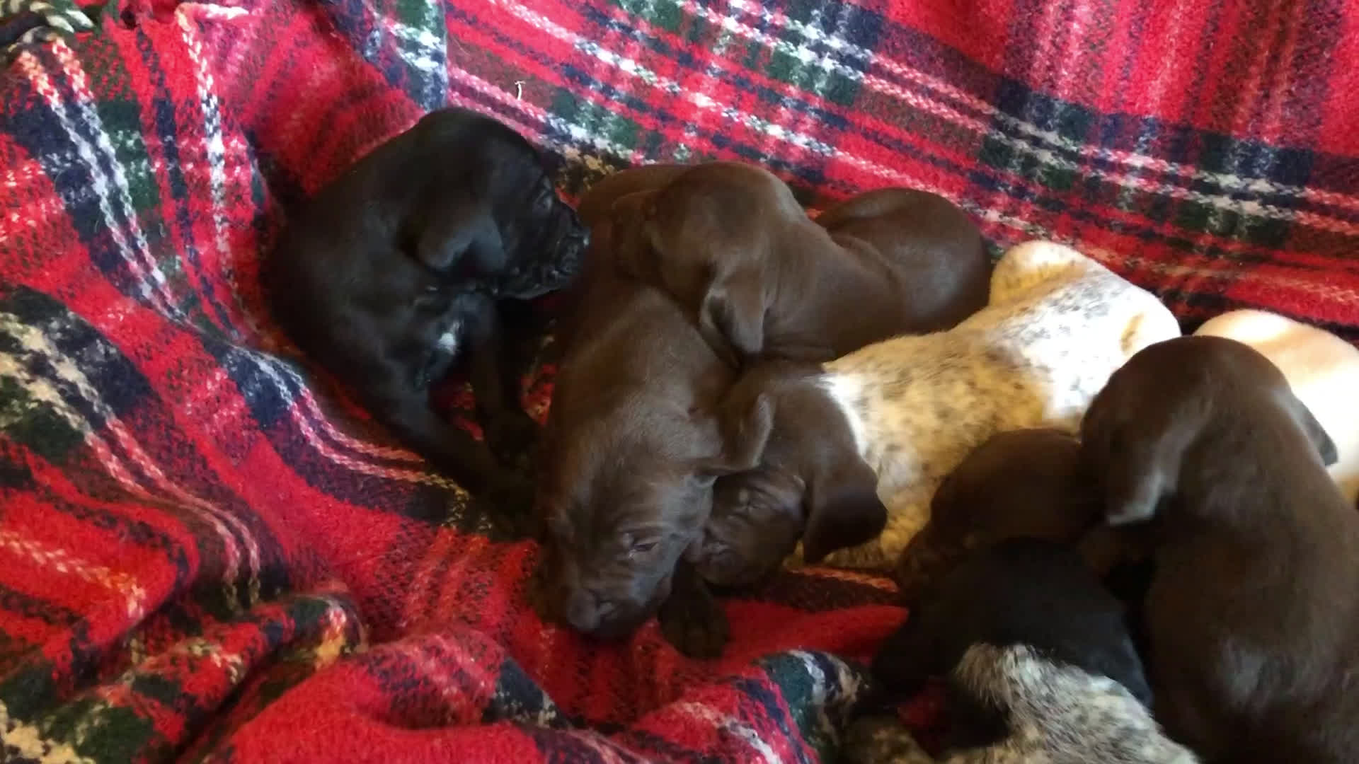 Duitse Staande Hond Korthaar honden te koop: Duitse staande korthaar pups - Video 1