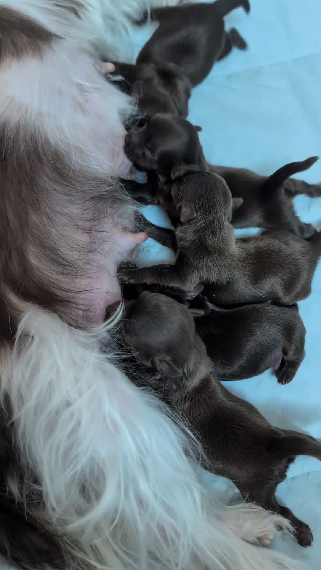 Yorkshire Terriër honden te koop: Prachtig nestje chocolade Yorkshire Terriërs - Video 2