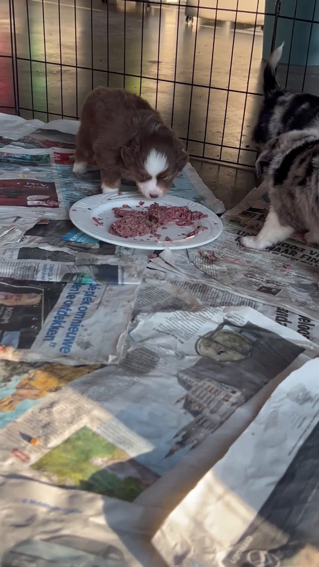 Australian Shepherd honden te koop: Miniature American shepherd pupjes  - Video 1