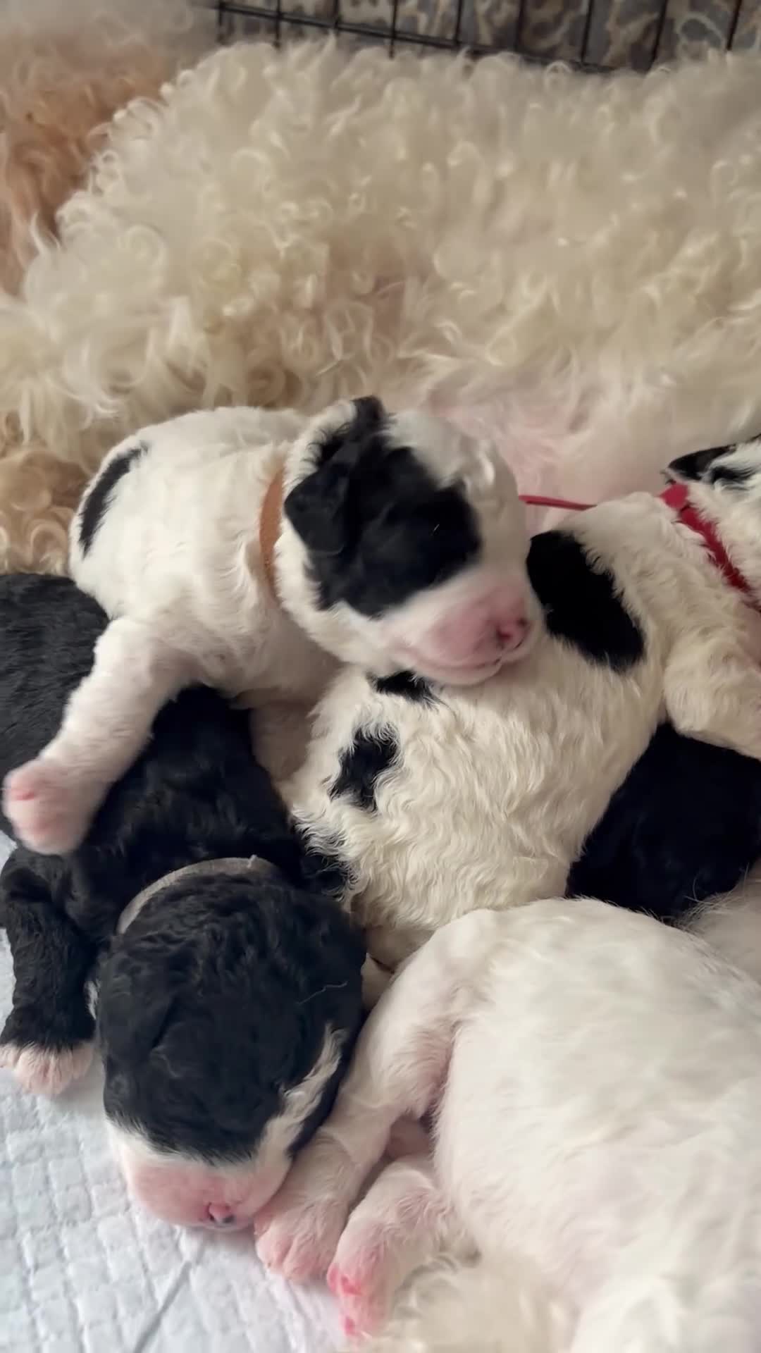 Labradoodle honden te koop: Labradoodle pups - Video 1