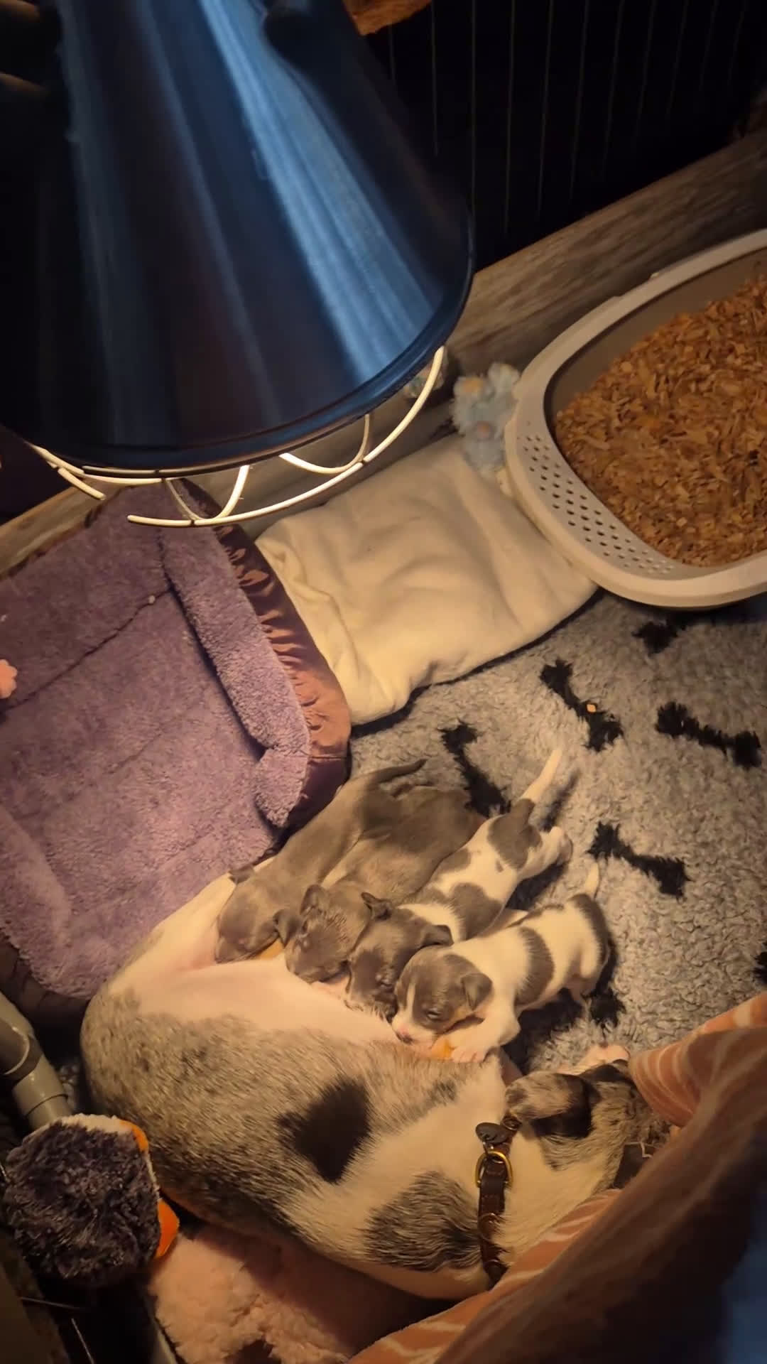 Jack Russel Terriër honden te koop: Super mooie jackrussel pups mogen met kerst mee  - Video 1