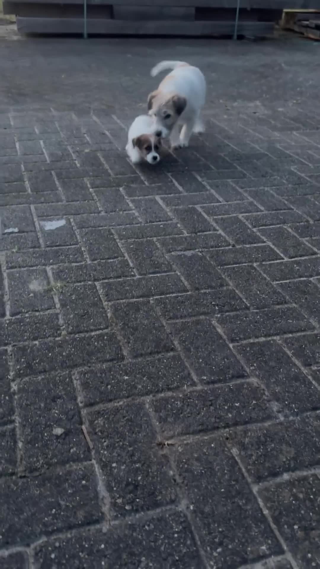 Jack Russel Terriër honden te koop: Jack Russel pups te koop met stamboom - Video 2