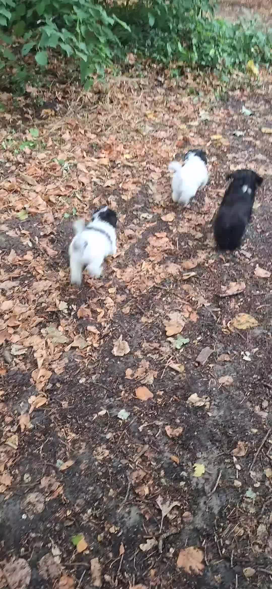 Maltipoo honden te koop: Schattige maltipoo pups. - Video 1