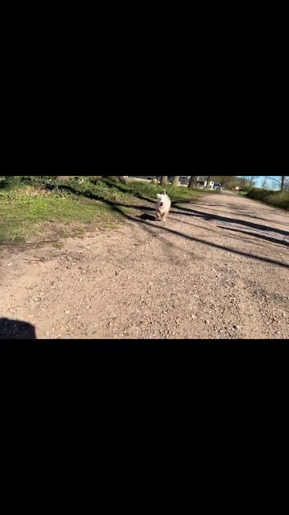 Australian Shepherd honden te koop: Miniature australian shepherd puppy’s MAS in Hellendoorn - Video 1