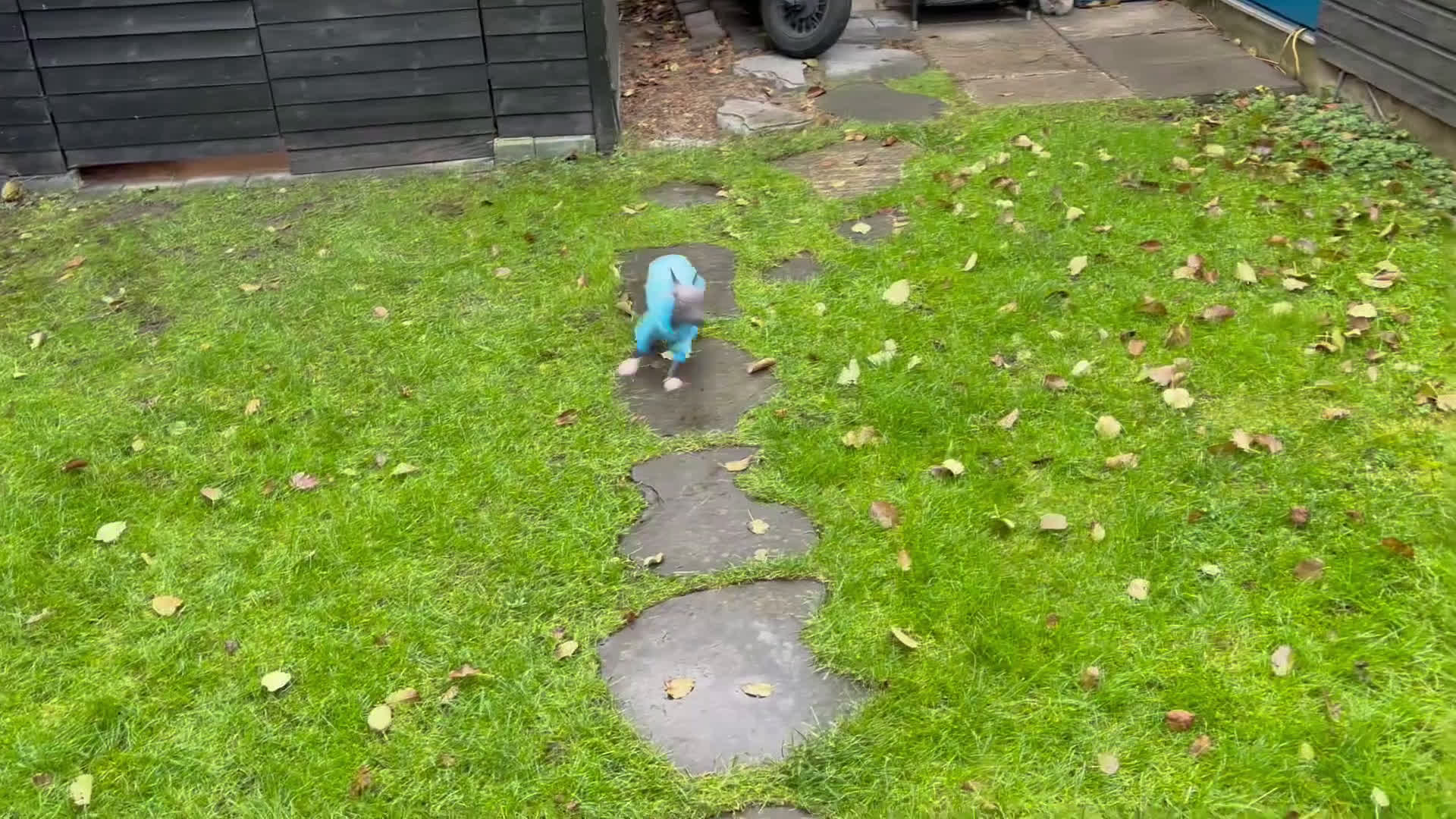 Amerikaanse Naakthond honden te koop: Te koop Amerikaanse naakthond reu  - Video 1