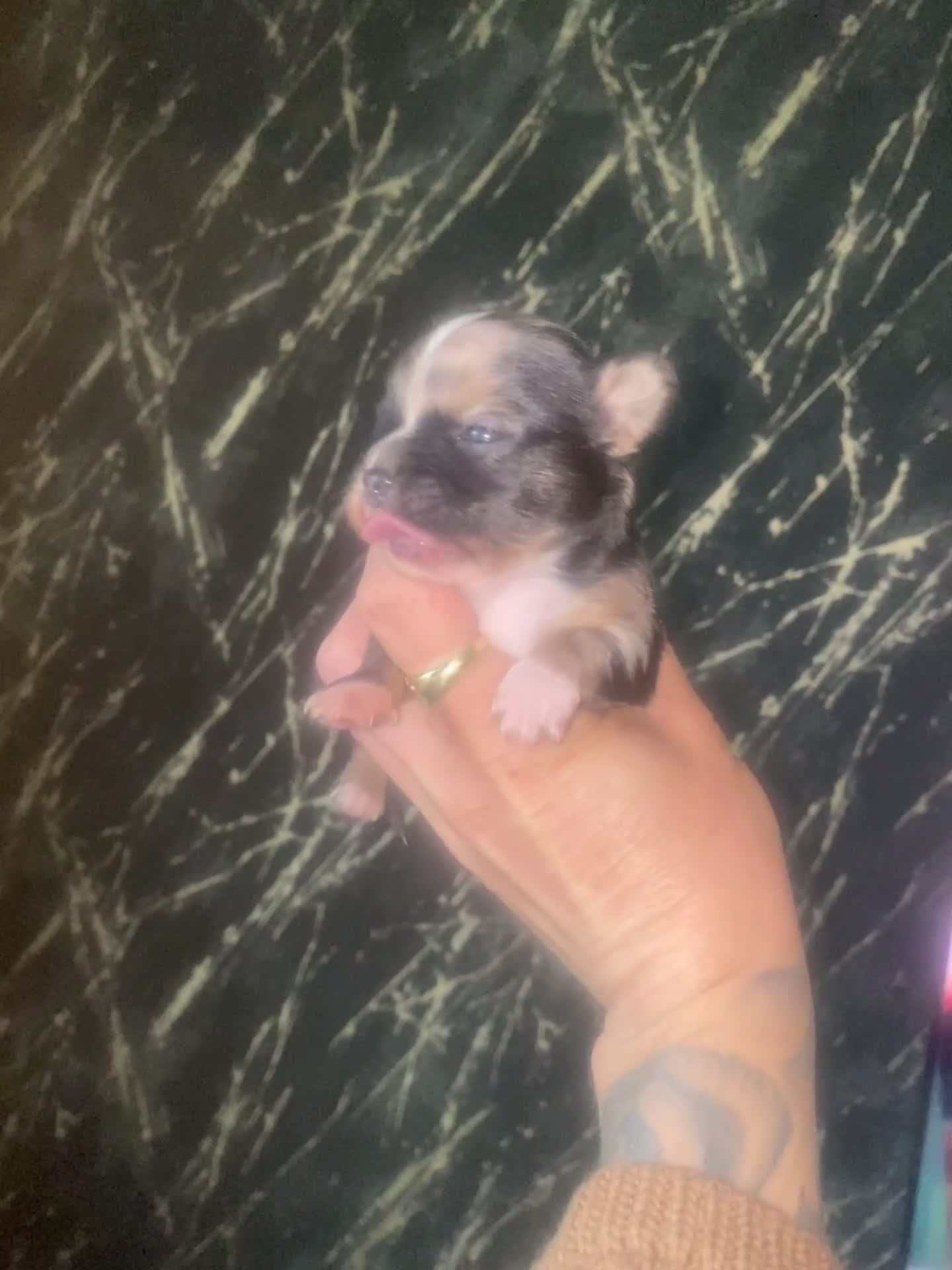 Chihuahua honden te koop: Mooie chihuahua pups te koop - Video 3