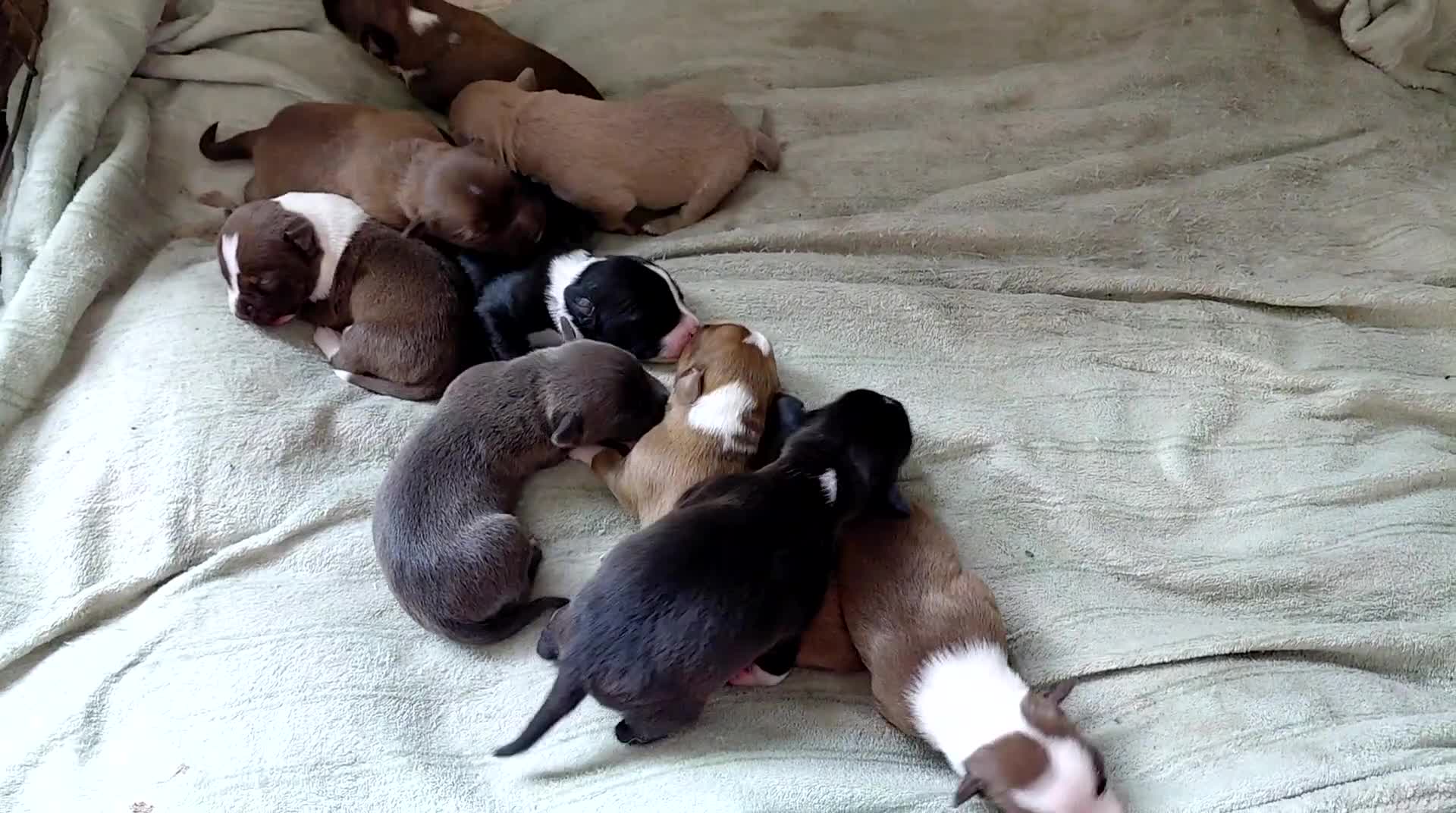 Kruising honden te koop: 6 mix pups in Oosterhout - Video 1