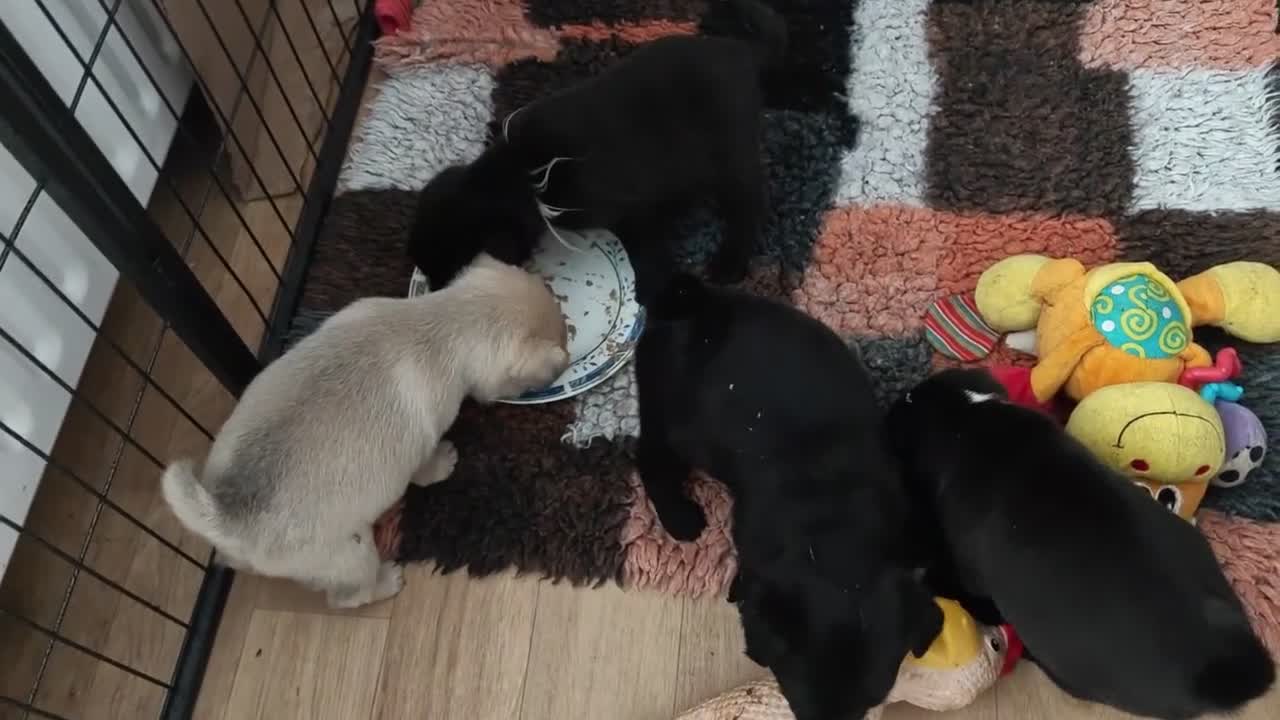 Retromops honden te koop: Prachtige Retromops puppy's  - Video 1