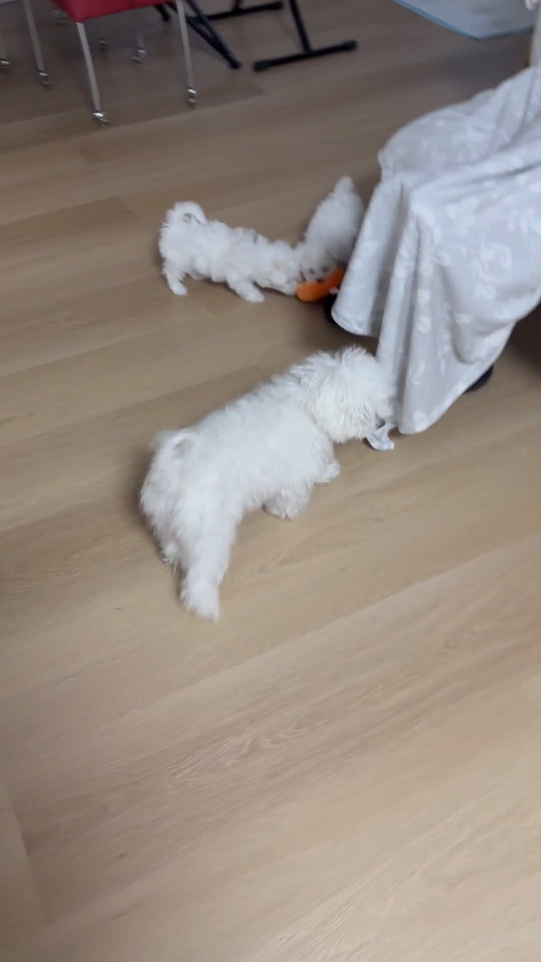Maltipoo honden te koop: Nog 1 Pluizige pup Maltezer kruising zoekt baasje - Video 1