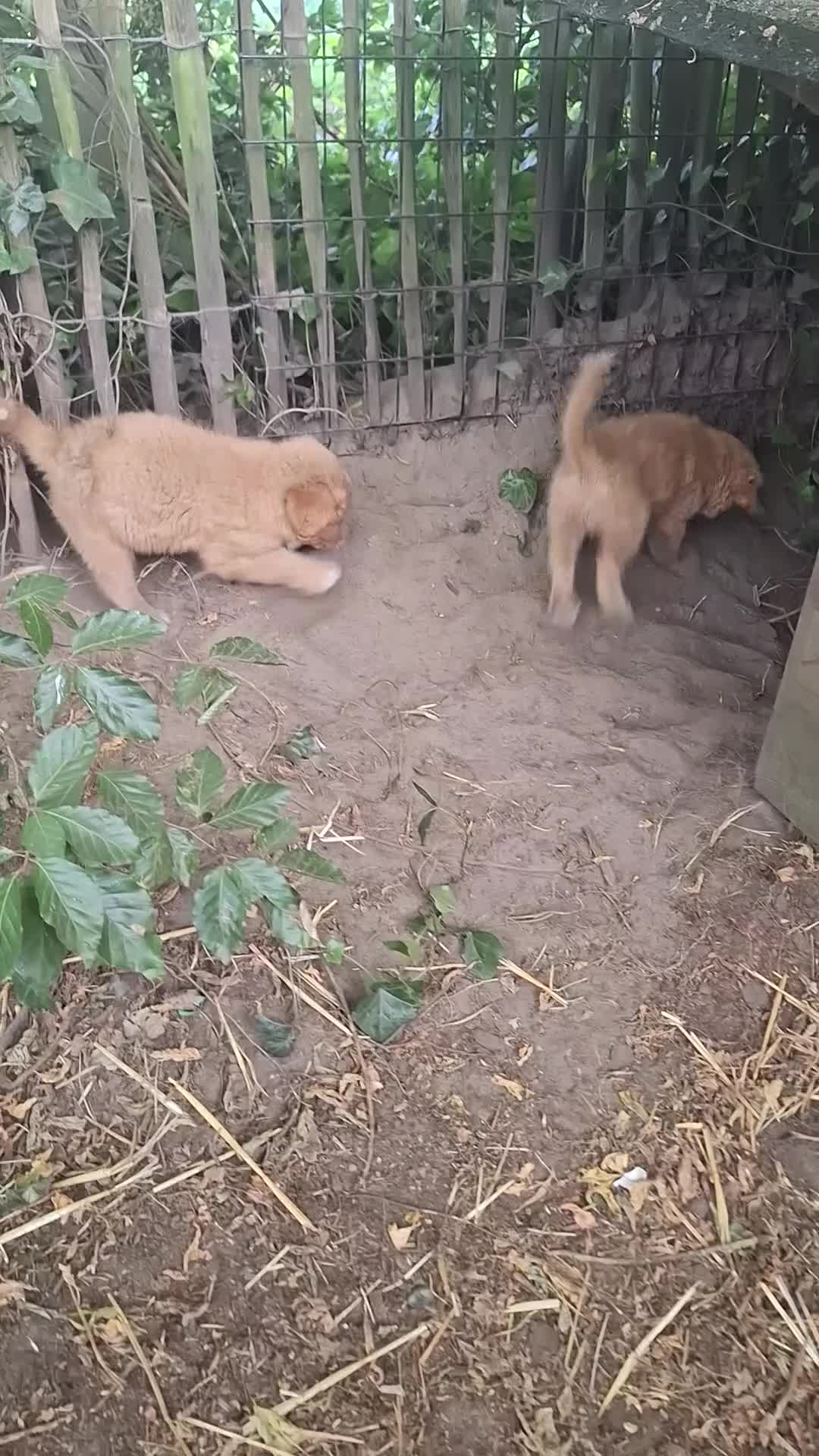 Nova Scotia Duck Tolling Retriever honden te koop: Toller pups, beide ouders zijn aanwezig - Video 1