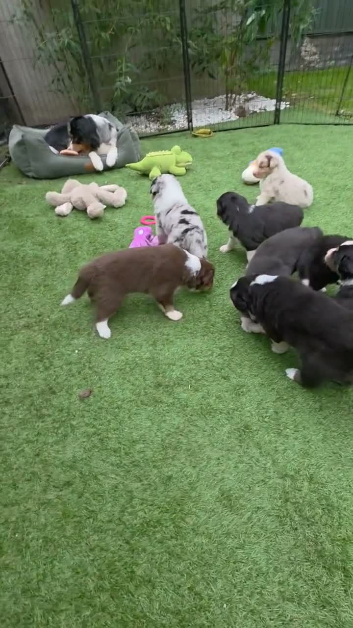 Australian Shepherd honden te koop: Prachtige Australian Shepherd puppy's geboren! - Video 2