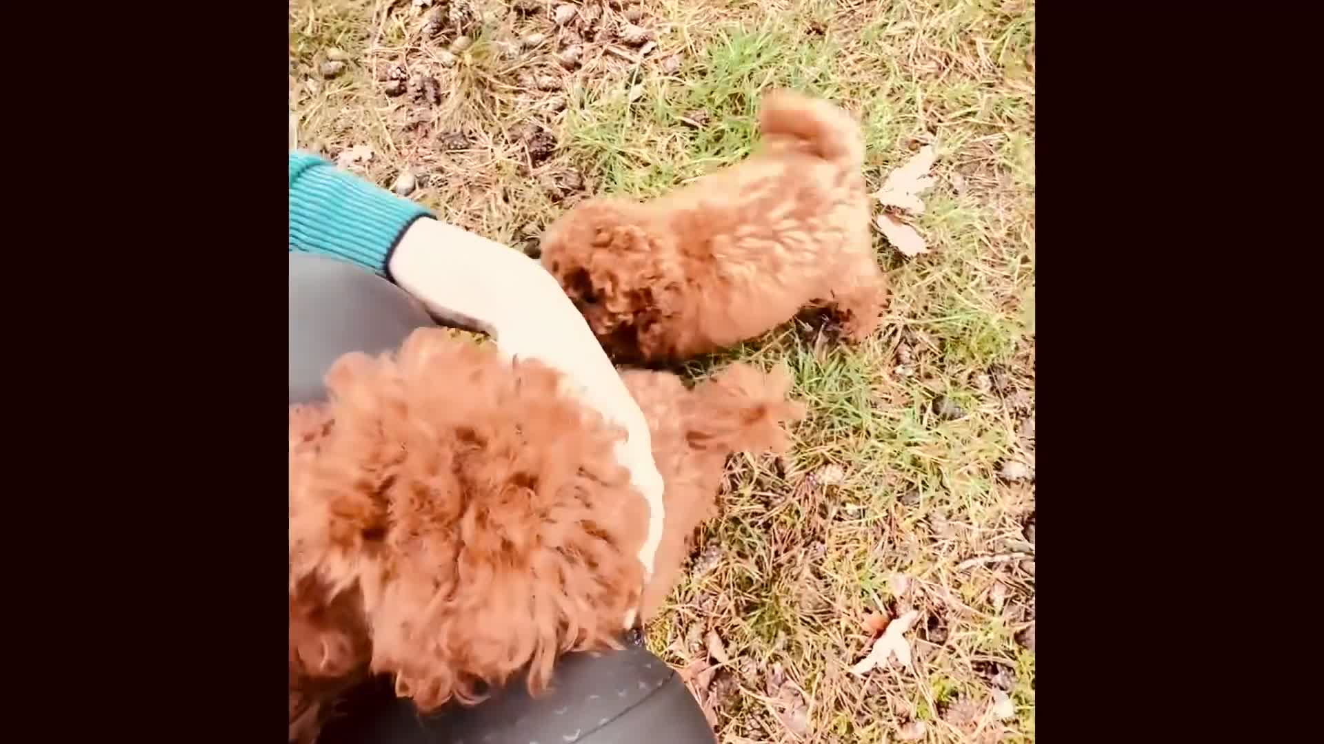Poedel Toy honden te koop: 🐩 Coco, Nuno & Zizou – Klein maar Bijzonder! ❤️ - Video 1