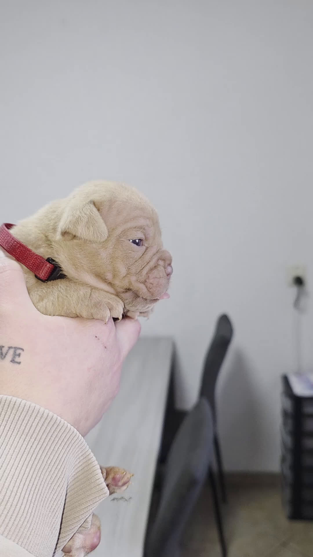 Old English Bulldog honden te koop: Old english bulldog teefje Olivia  - Video 3