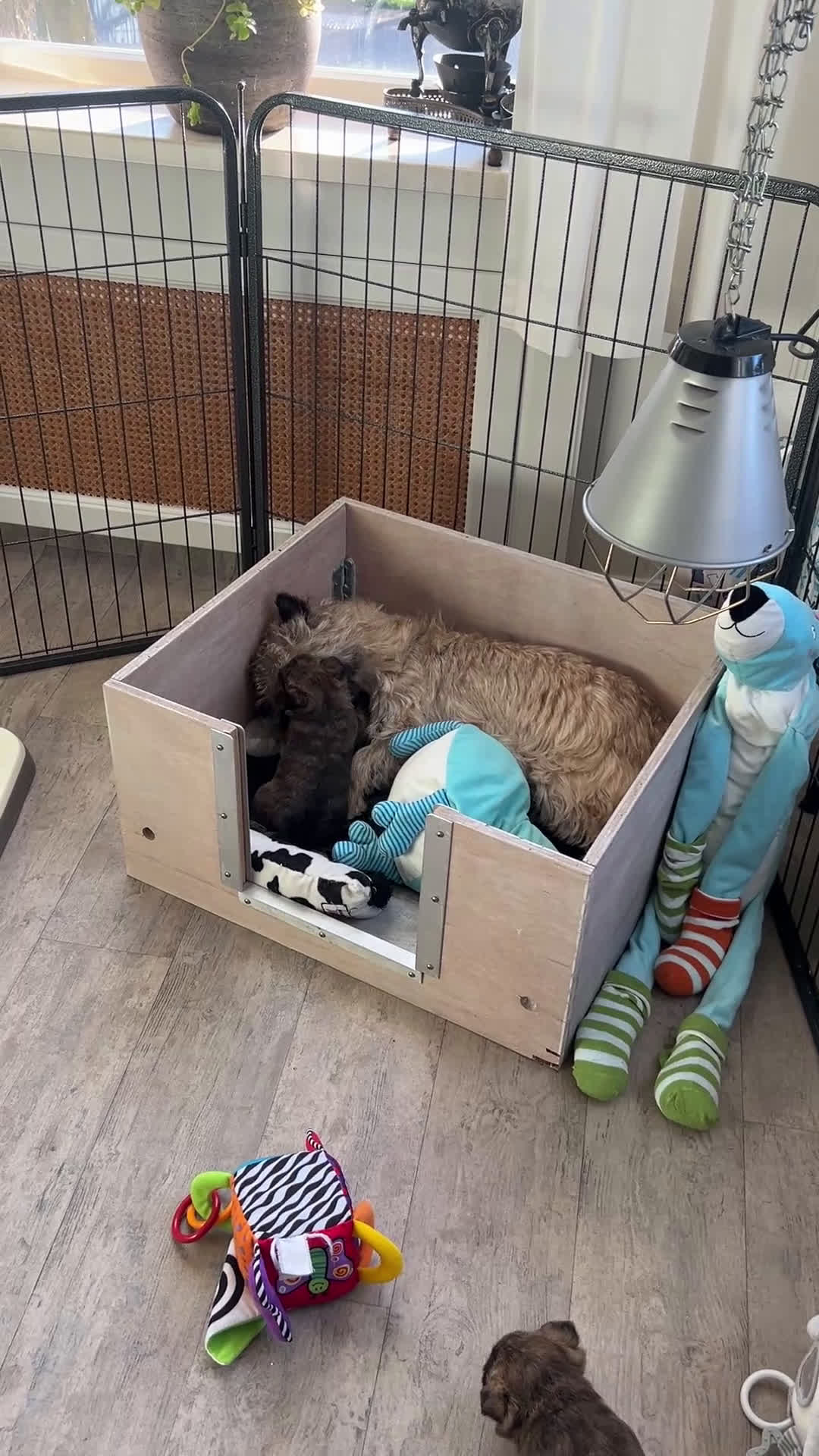 Cairn Terriër honden te koop: Cairn Terriër reutje gestroomd - Video 1