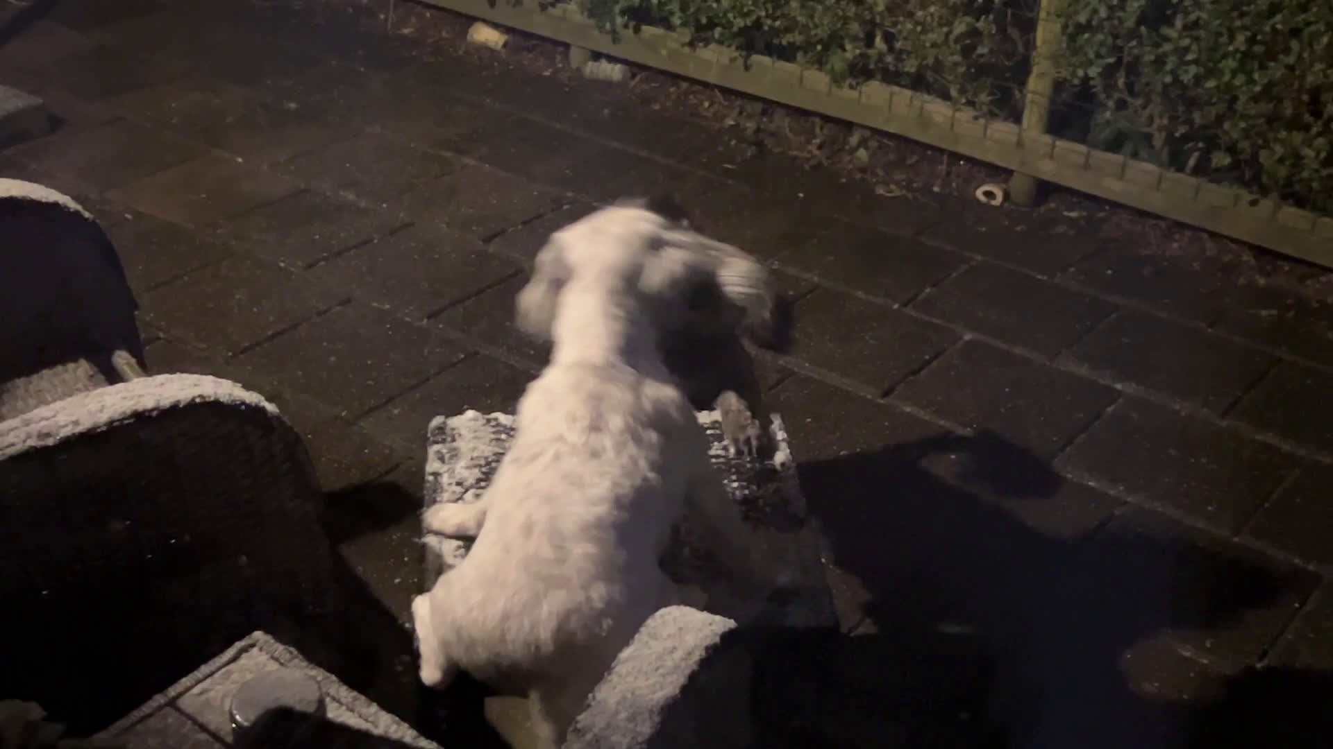 Maltezer honden ter adoptie: Chica en Perra (Gratis !!! ) - Video 1